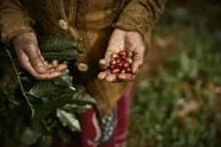 Kaffe Zoégas Experience Blend Ethiopia Hela Bönor 750g