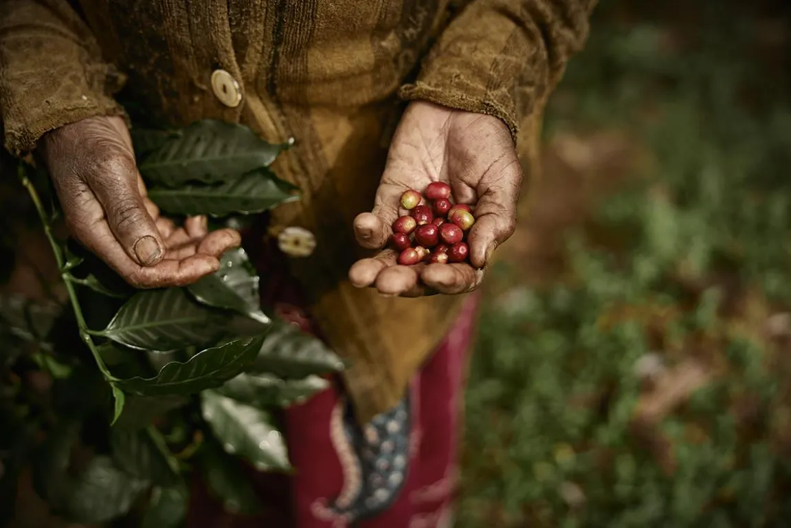 Kaffe Zoégas Experience Blend Kenya Hela Bönor 750g