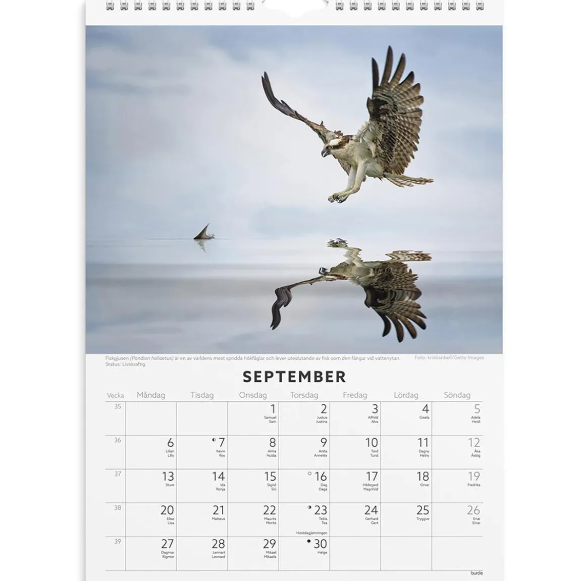 Väggkalender Burde 1786 Fåglar 2027
