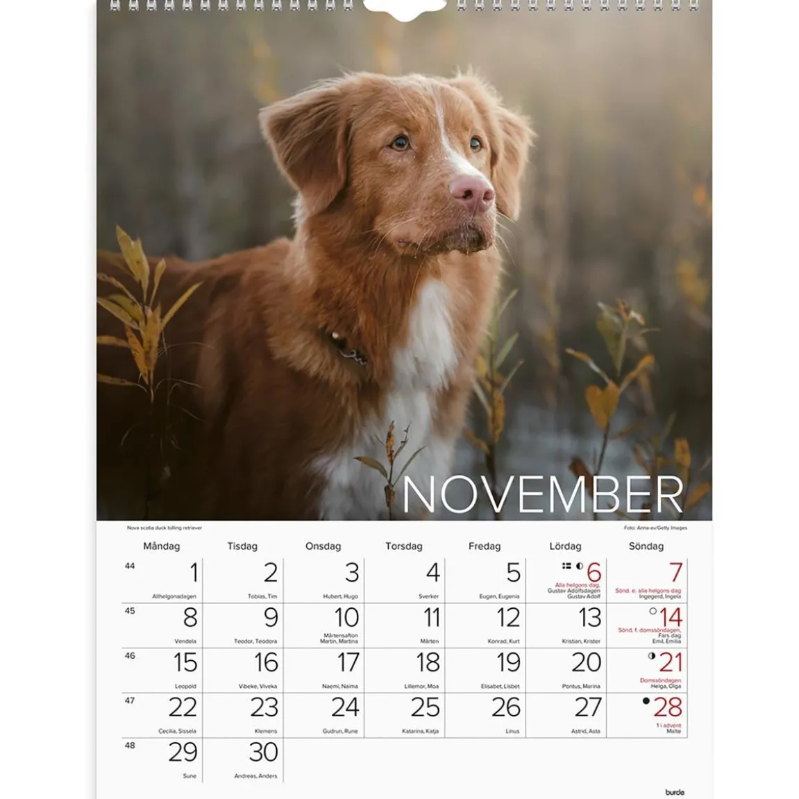 Väggkalender Burde 1777 Hundar 2027